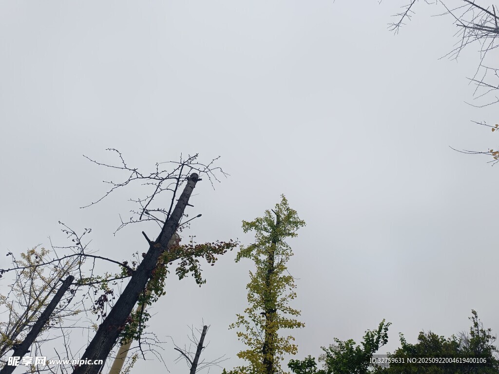 枯树与绿树对比景象