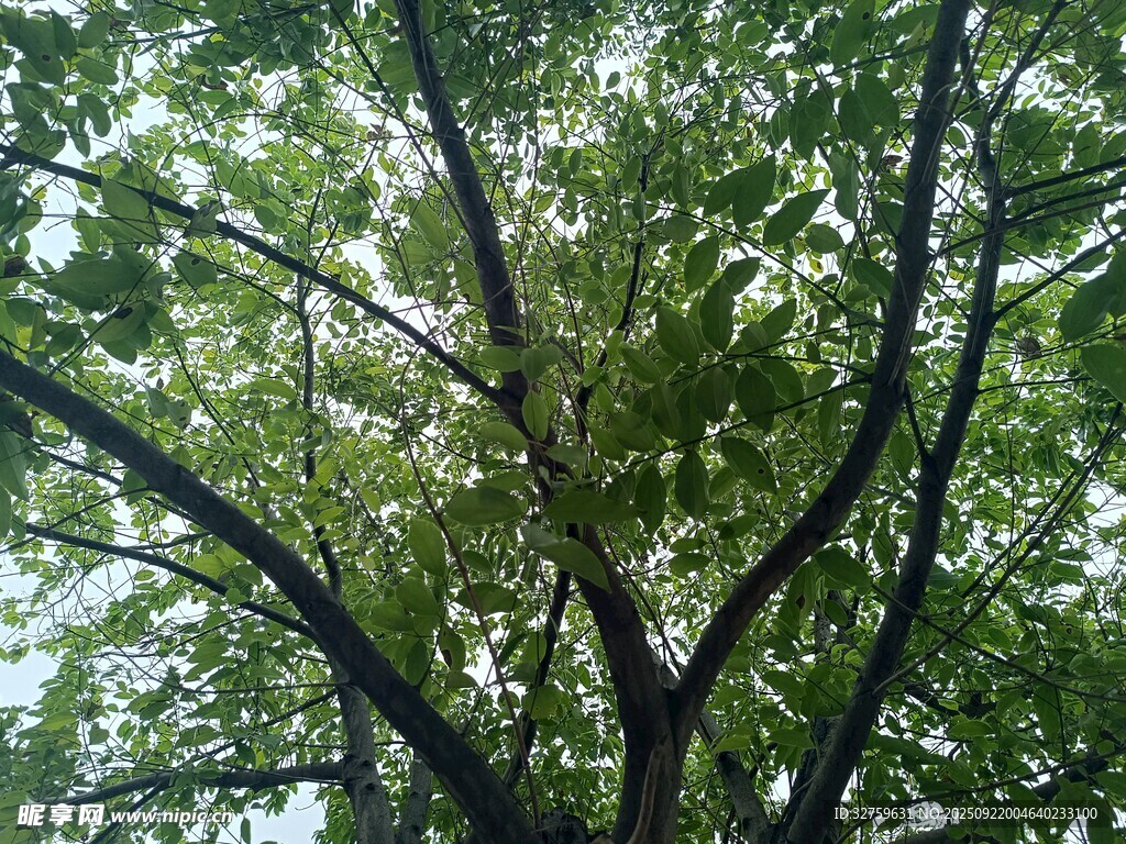 仰视繁茂绿树树冠