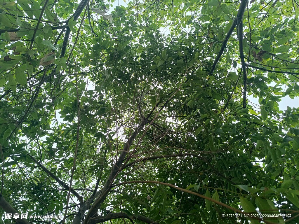 仰视茂密树林树冠