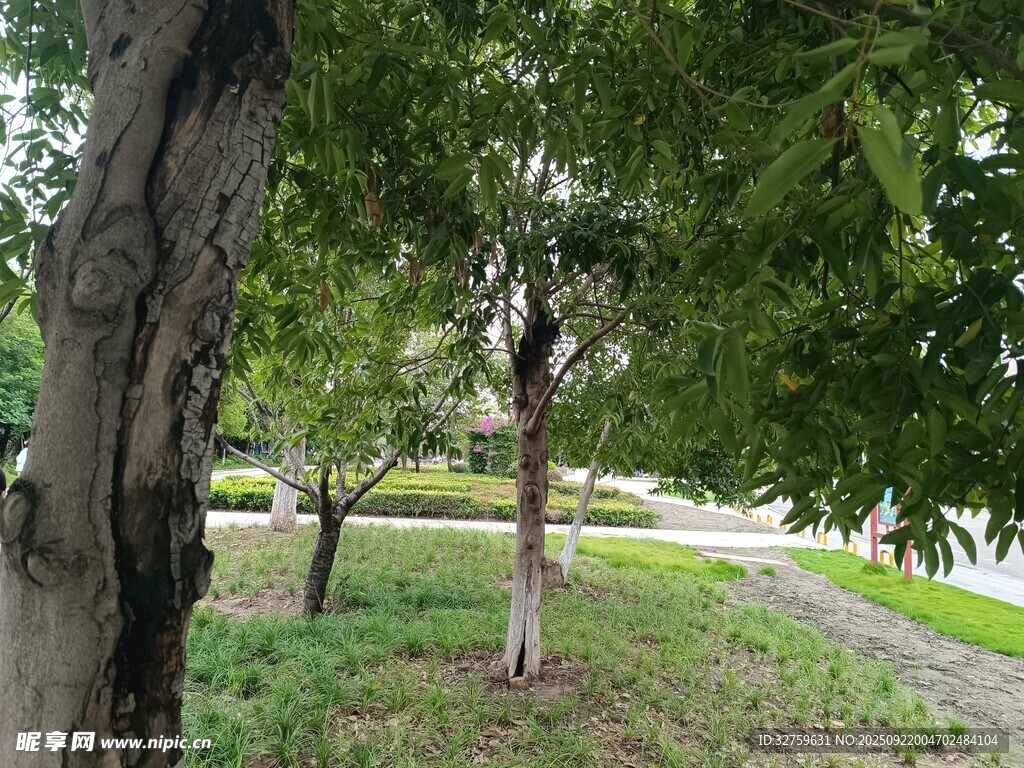 绿树成荫的公园景致