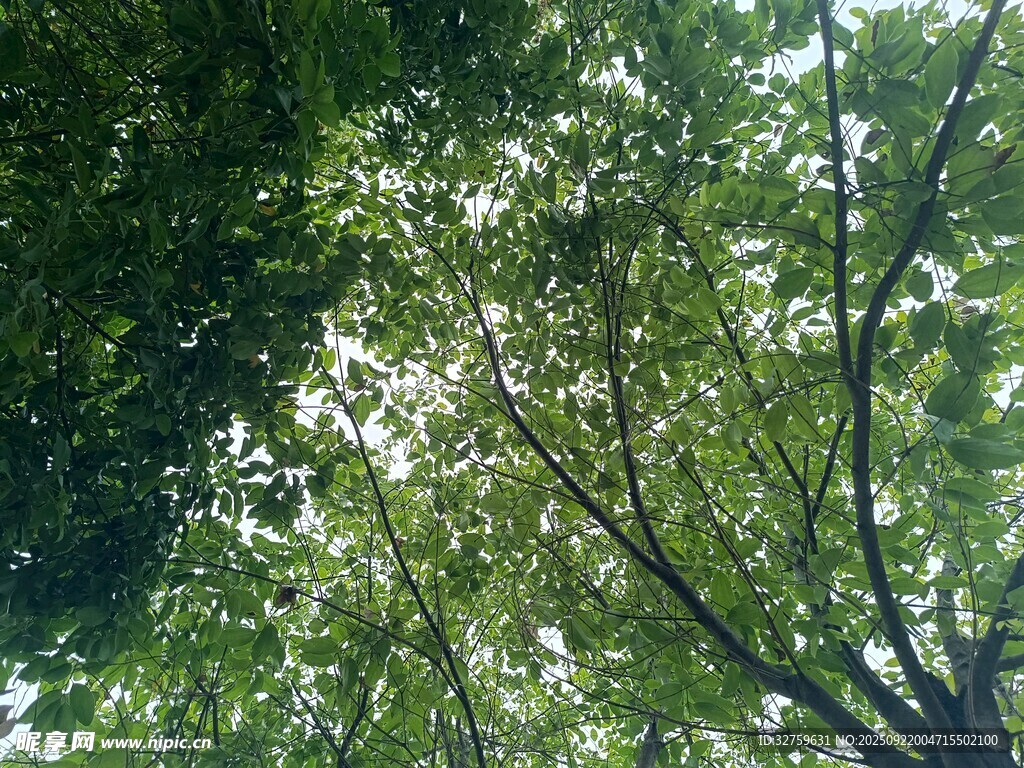 阳光透过枝叶的绿意景象