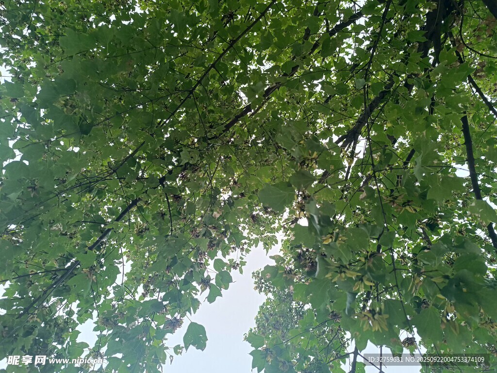 仰视茂密翠绿的繁茂树冠