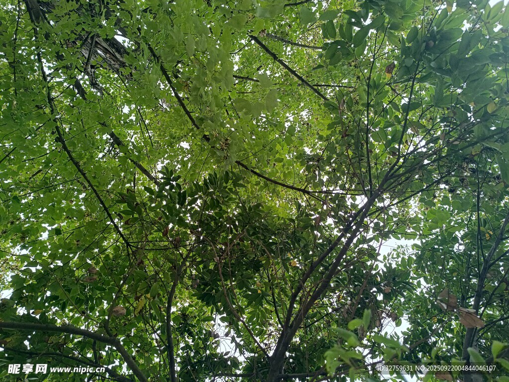 繁茂绿树