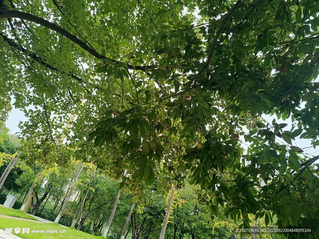 仰视葱郁树林绿意盎然