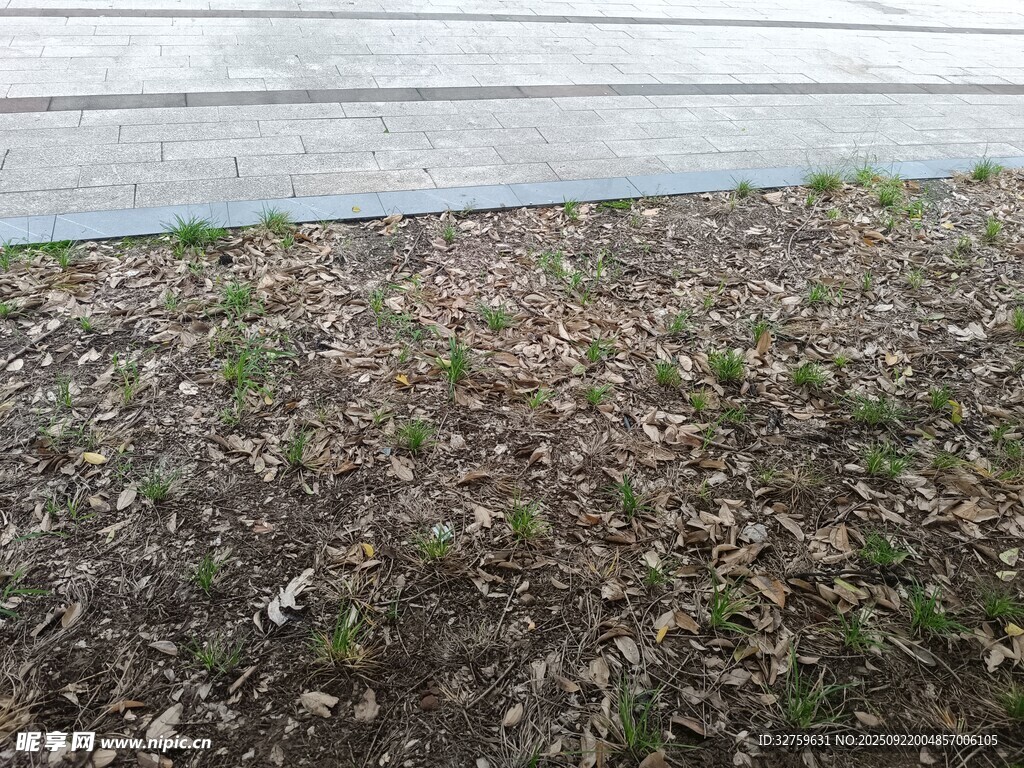 地面上的枯叶与杂草