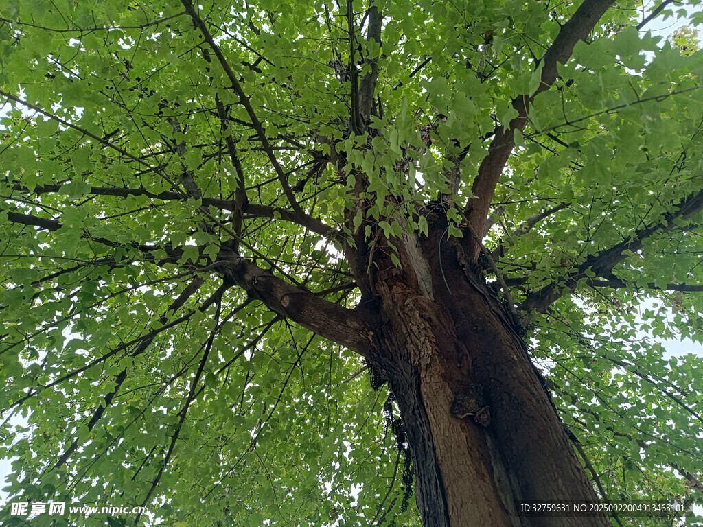 高大繁茂的绿树