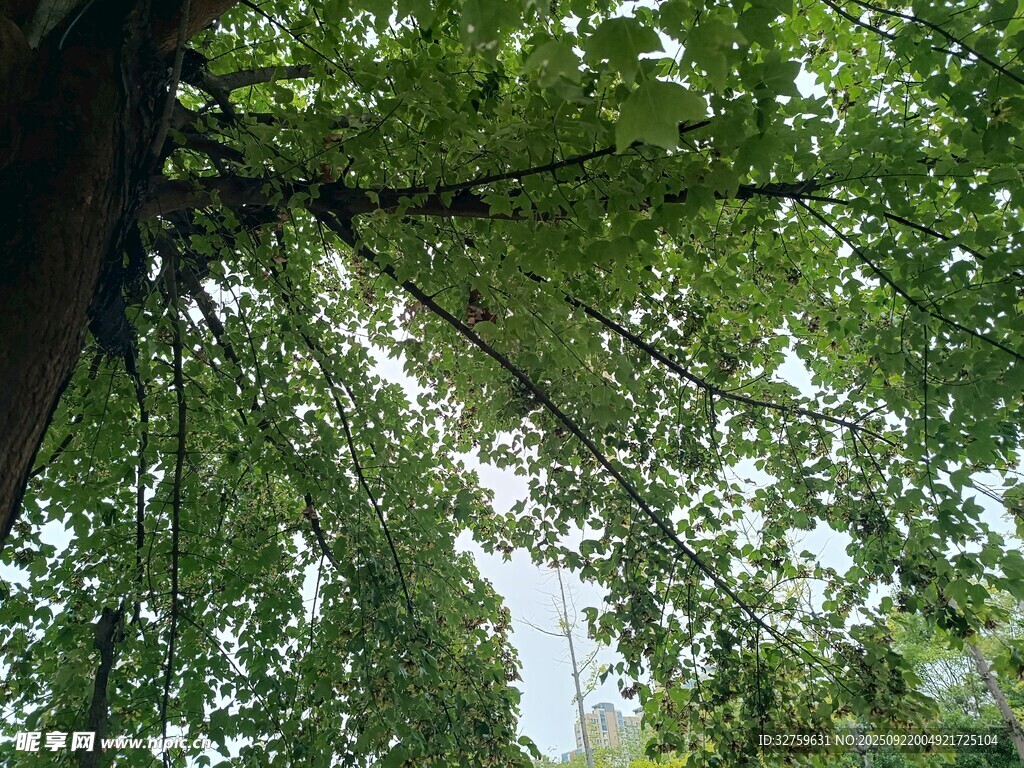 仰视葱郁树冠