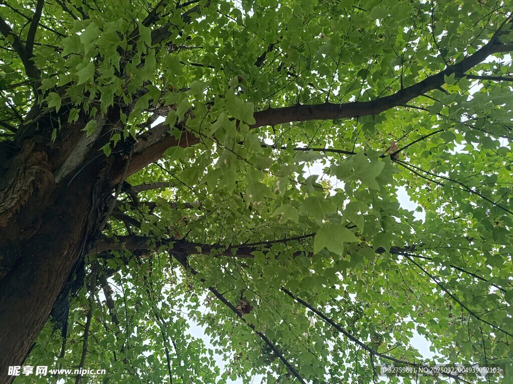 仰视葱郁大树树冠美景