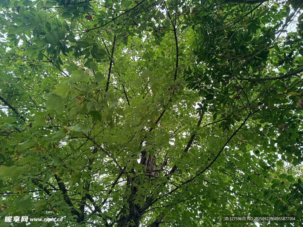 繁茂绿树