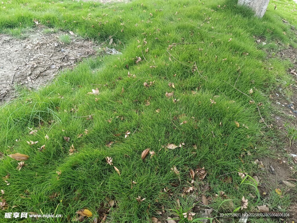 翠绿草地