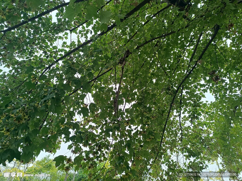 绿叶繁茂的树冠景象