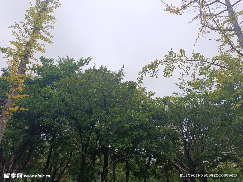 茂密树林中的绿意景致