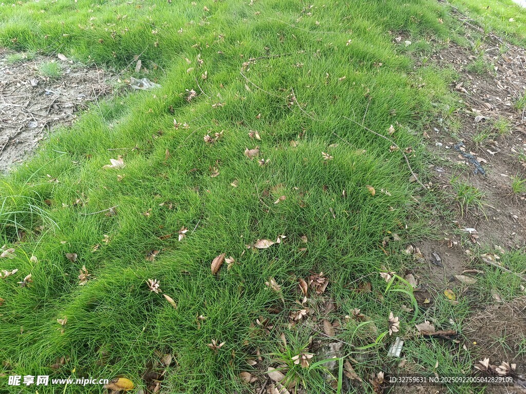 翠绿草地