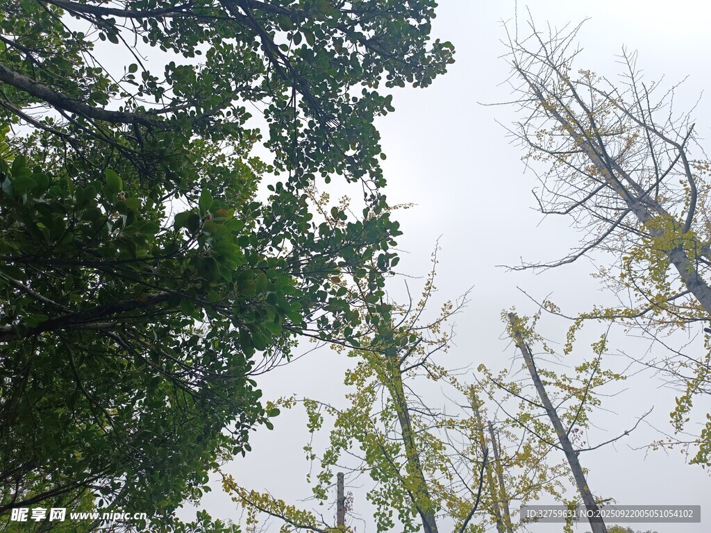 仰视葱郁树木与天空