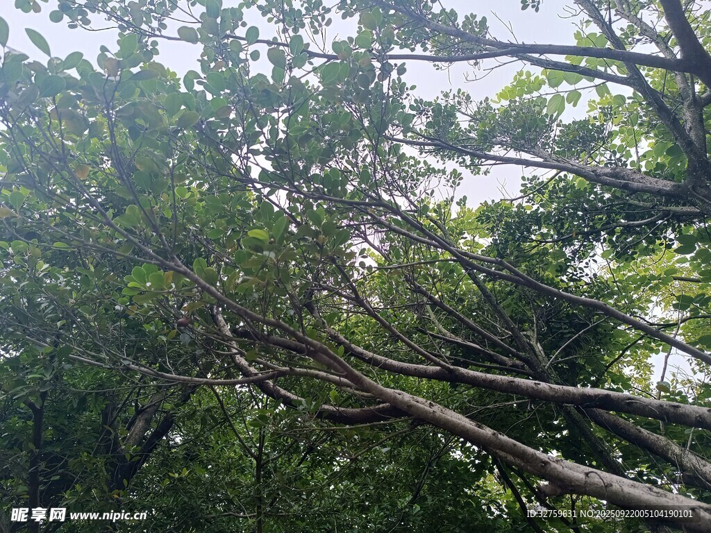 仰视茂密树林树冠