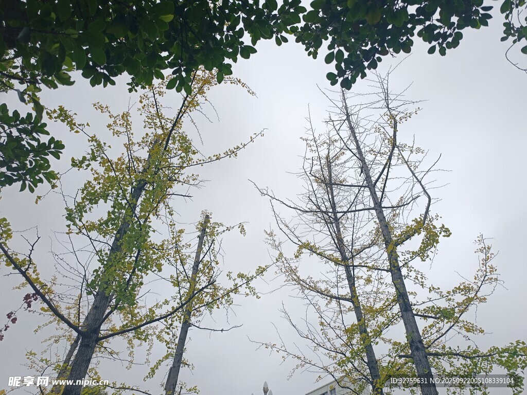 仰观挺拔银杏树