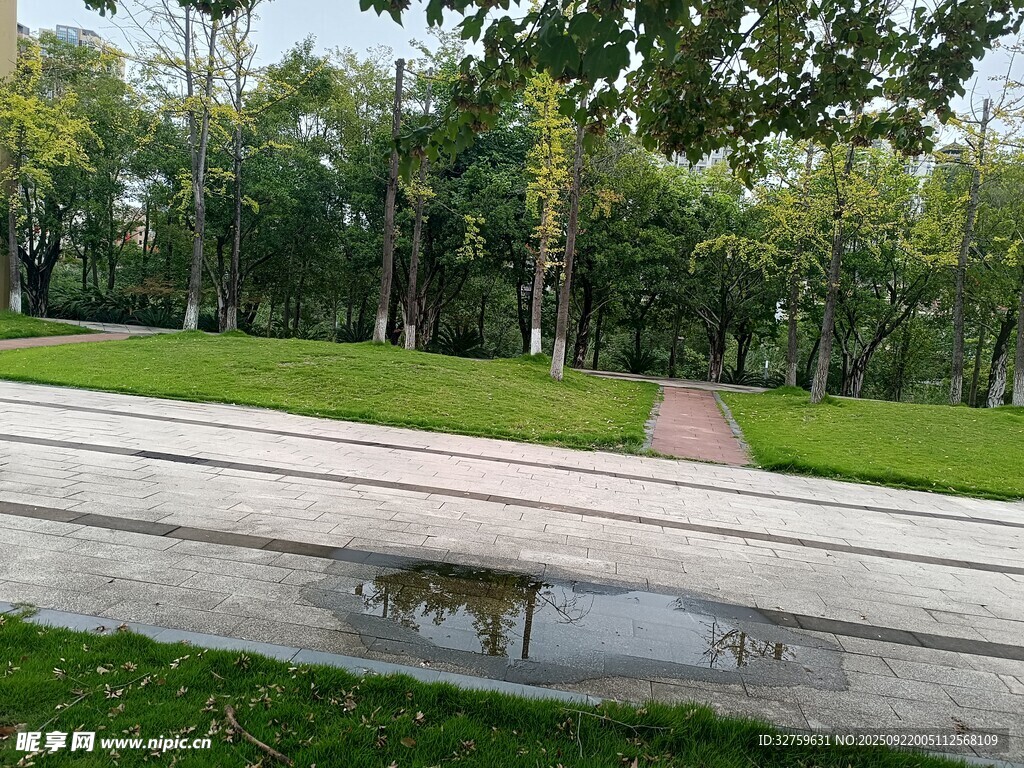 公园中的积水与绿植景观