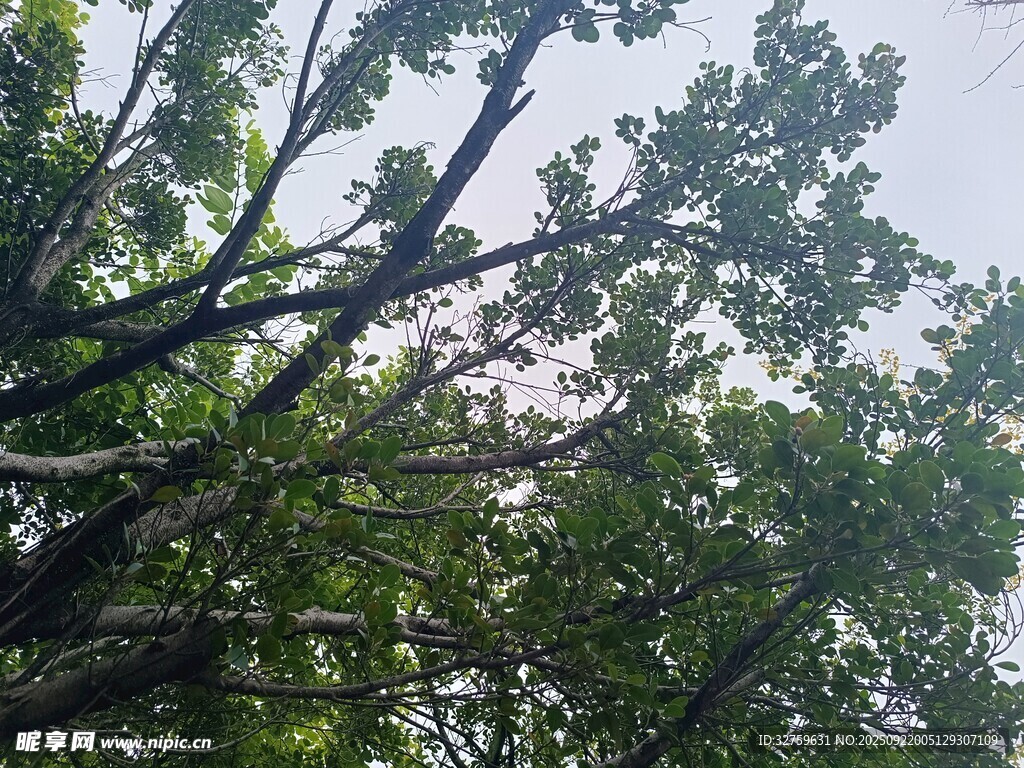 仰视繁茂树冠