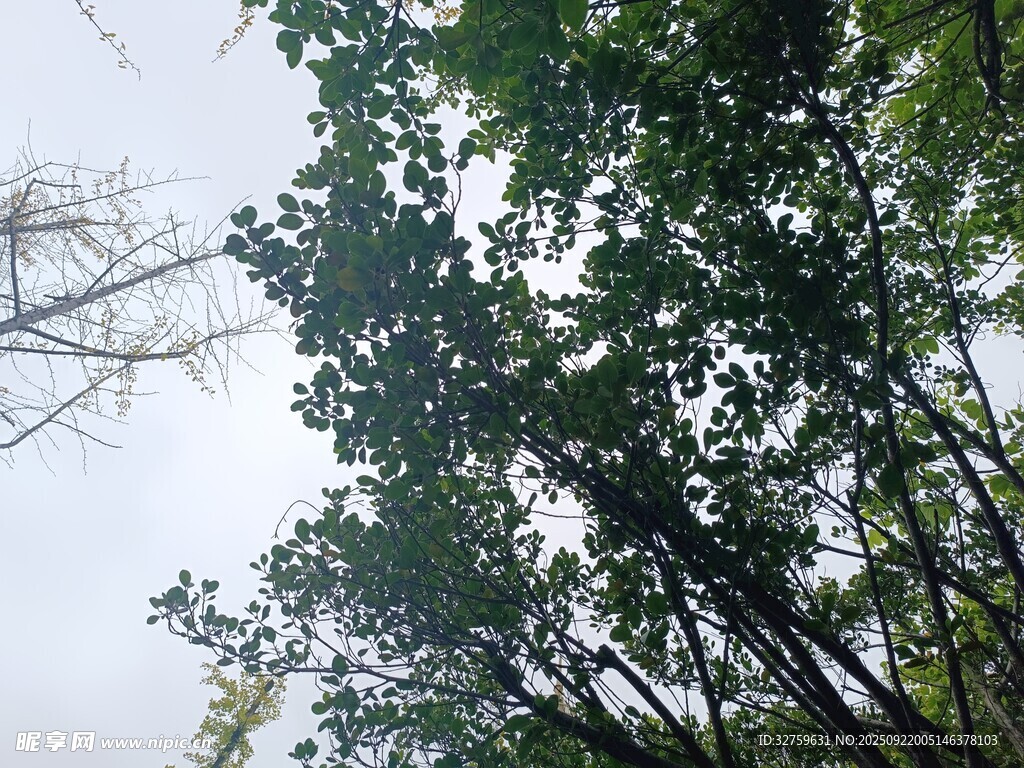 仰视葱郁树林