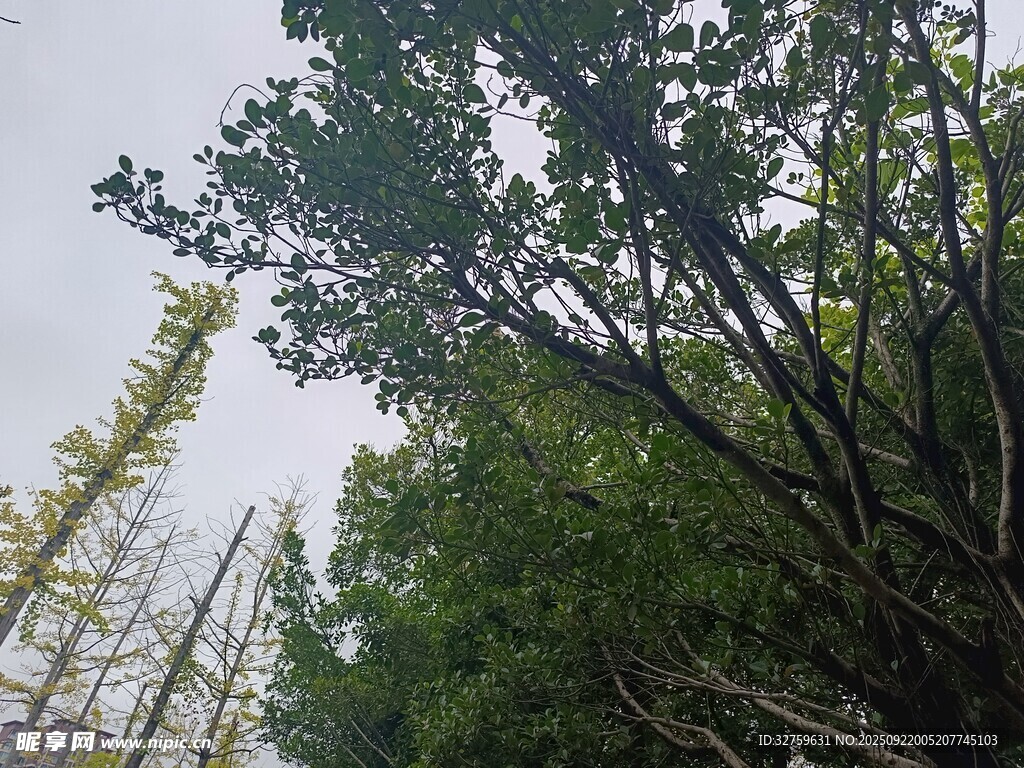 仰视茂密树林景观