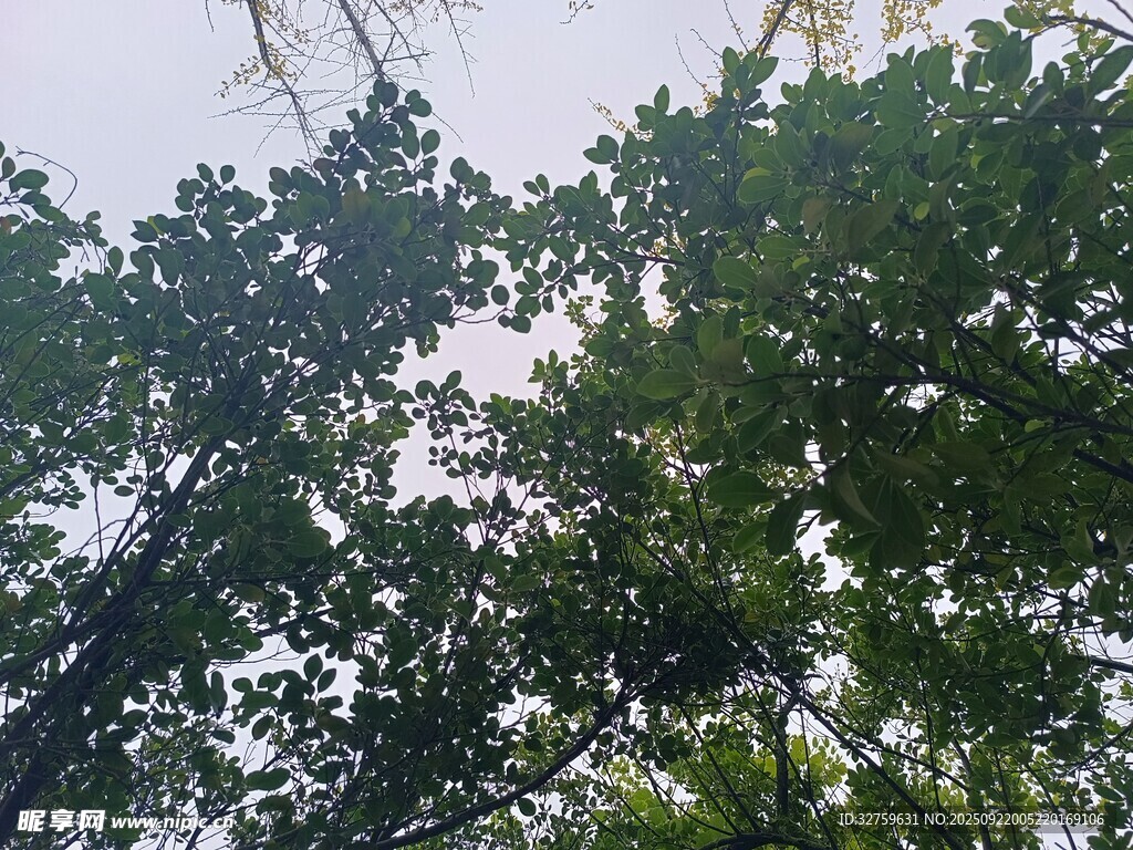 仰视茂密绿树树冠