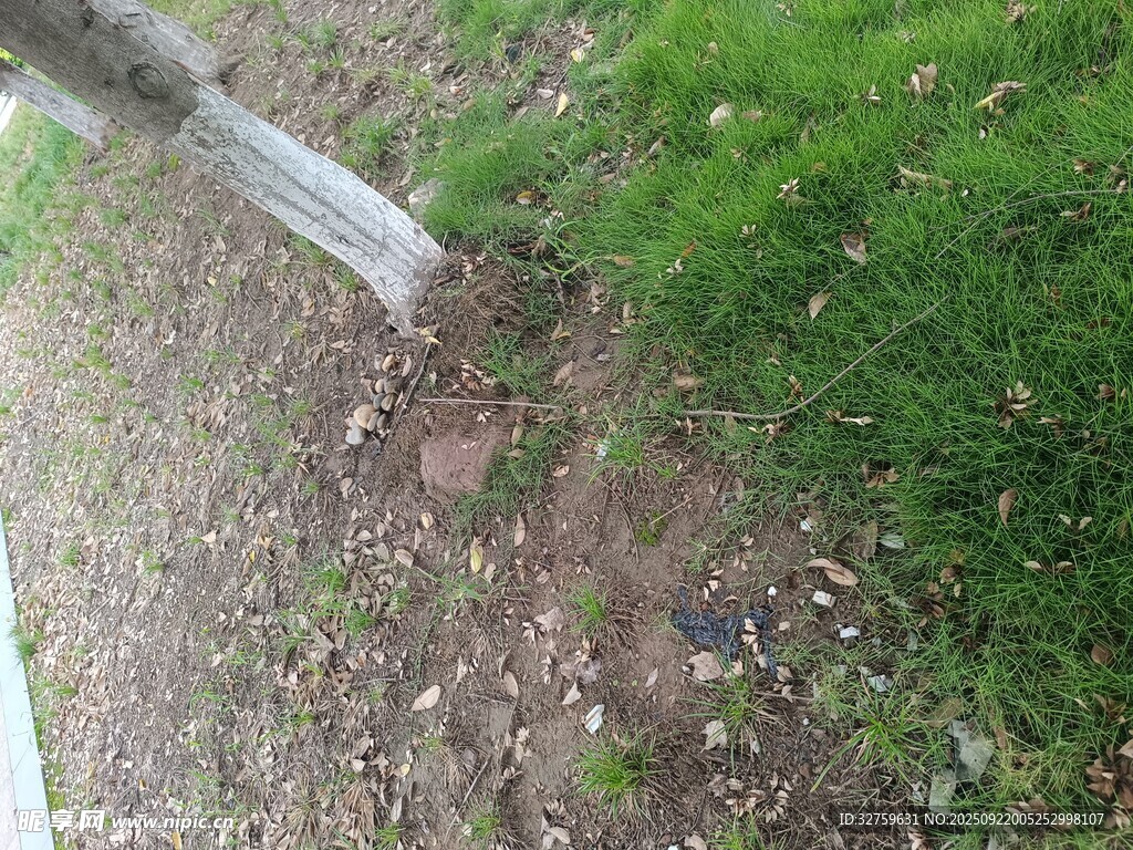 草地旁的树干与地面景象