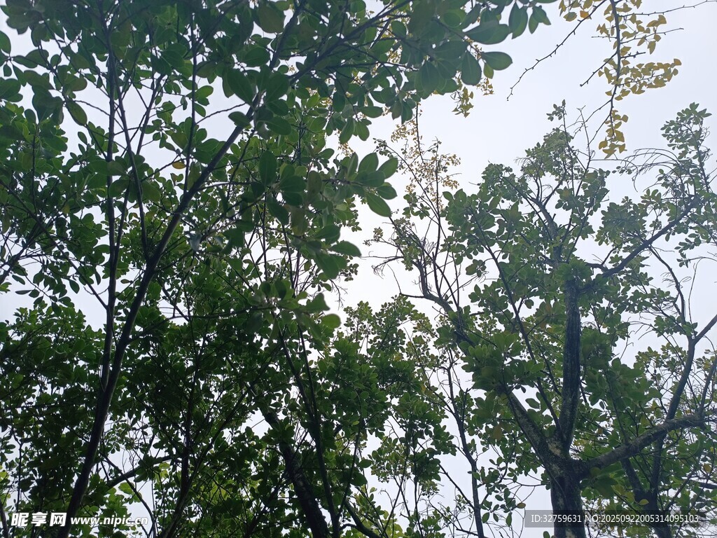 繁茂绿树 