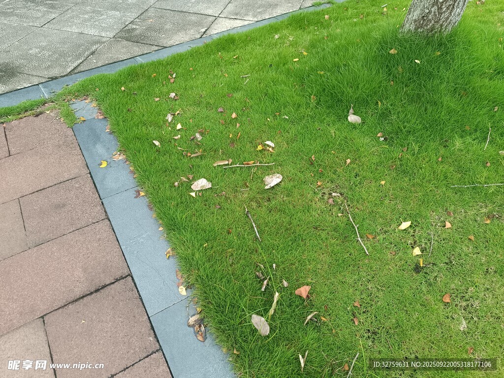 草坪上散落的落叶