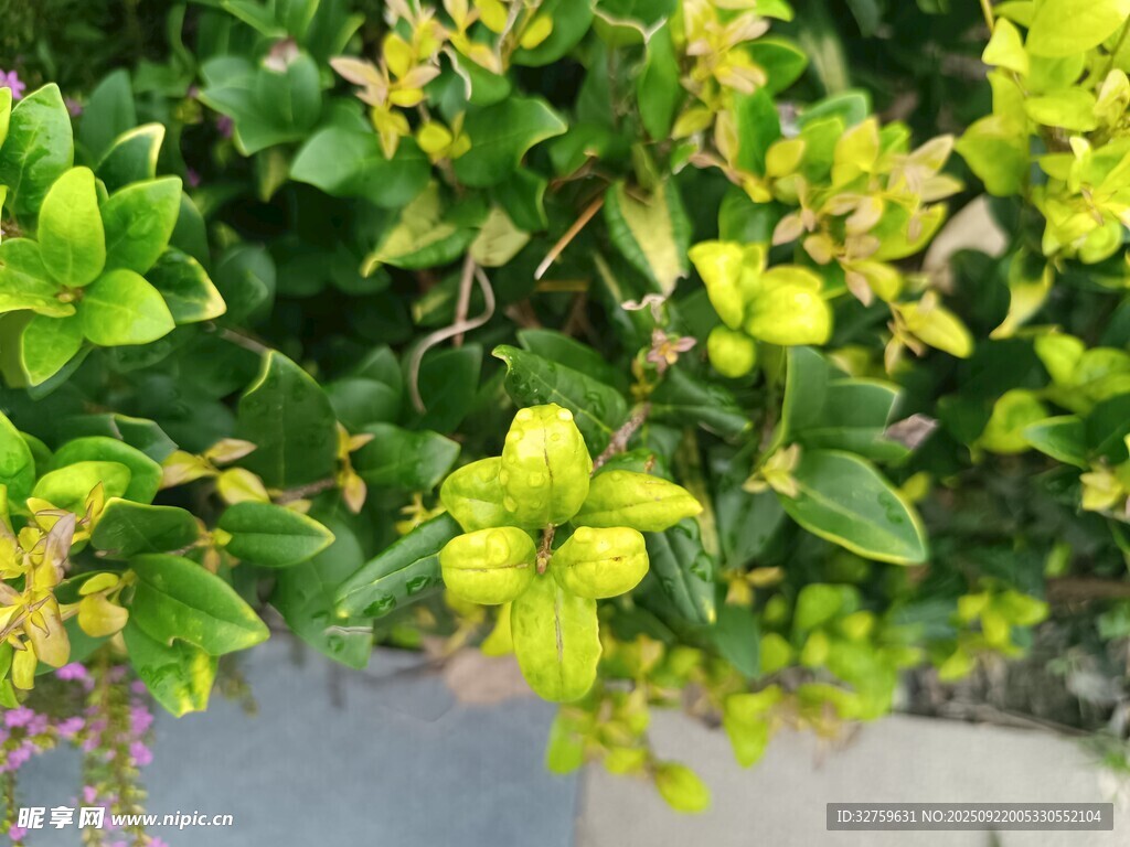 绿叶黄花植物特写