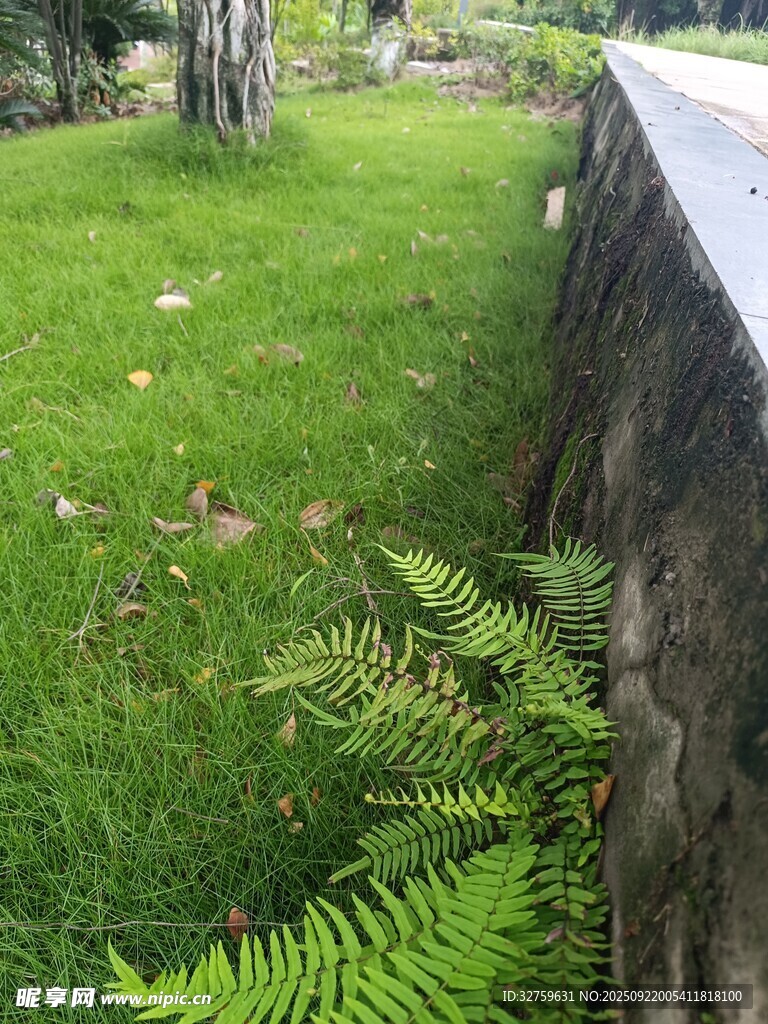 绿意盎然的草地与蕨类植物