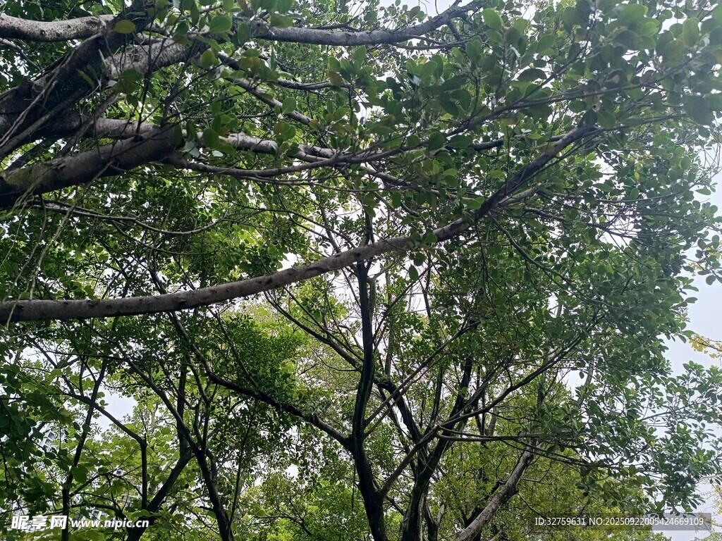 繁茂绿树 