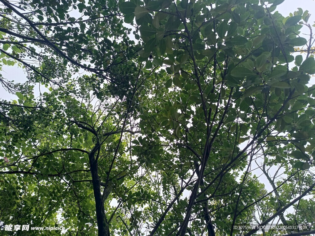 仰视繁茂枝叶的绿意
