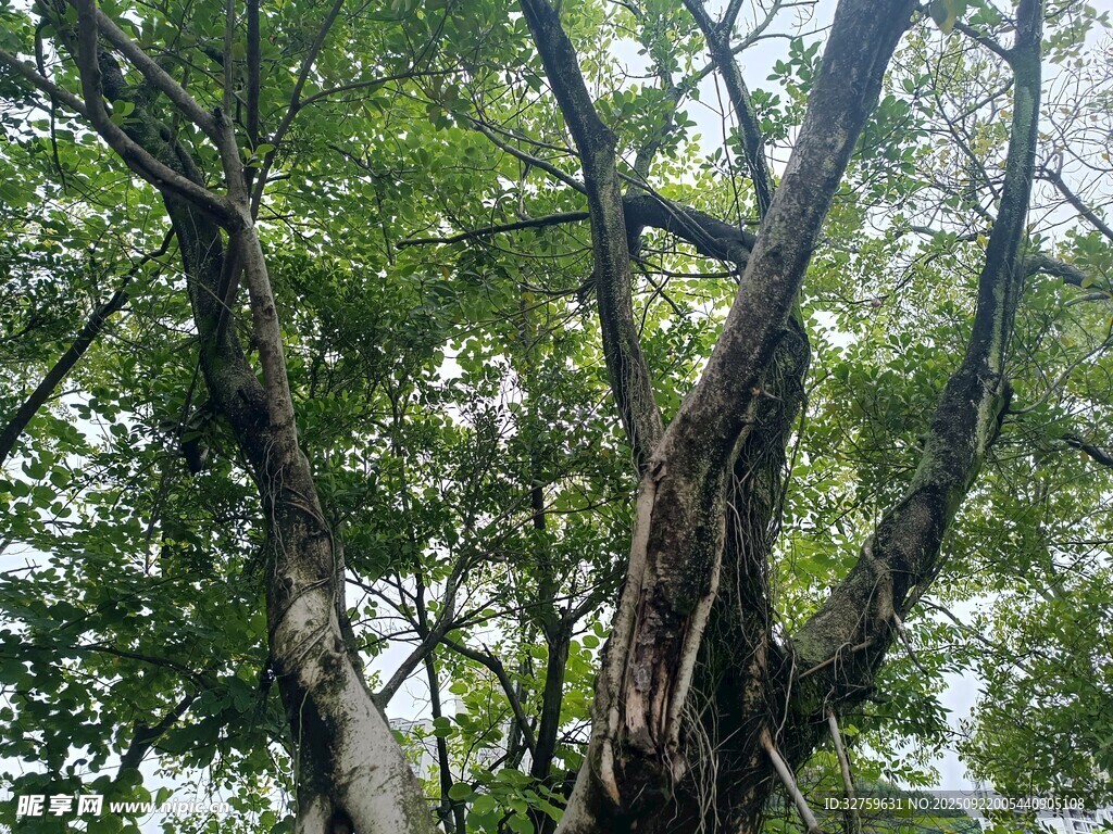 繁茂大树 