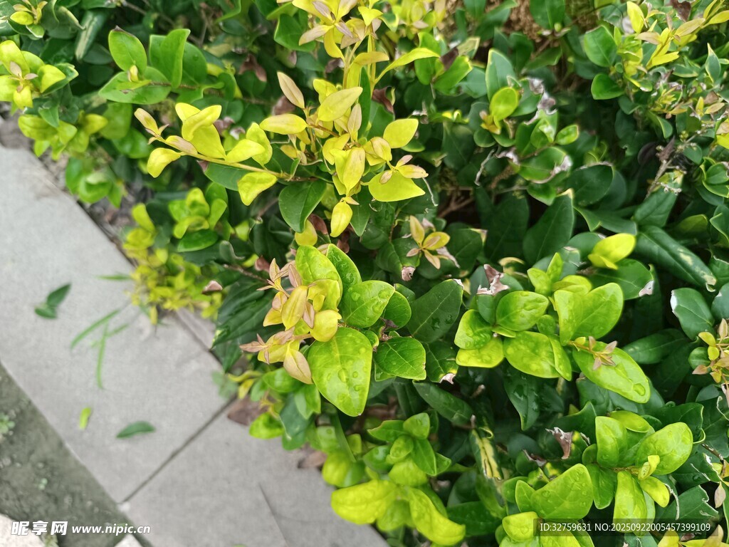 绿叶植物生机勃勃景象