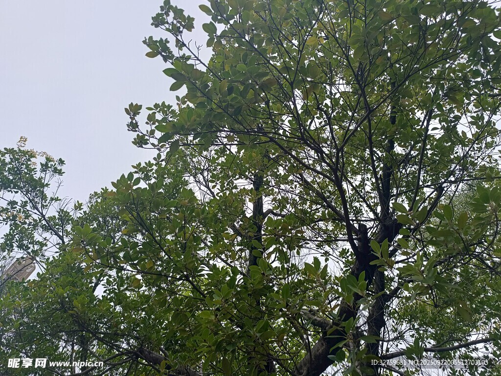 枝叶繁茂的绿色树木