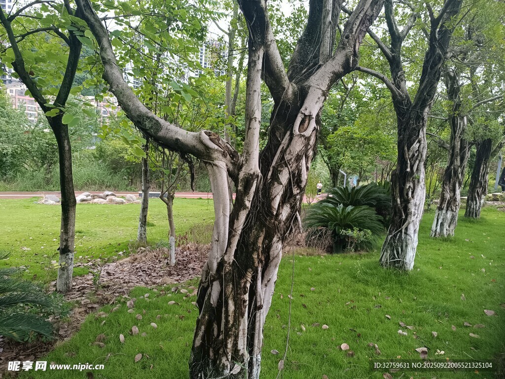 林间虬枝