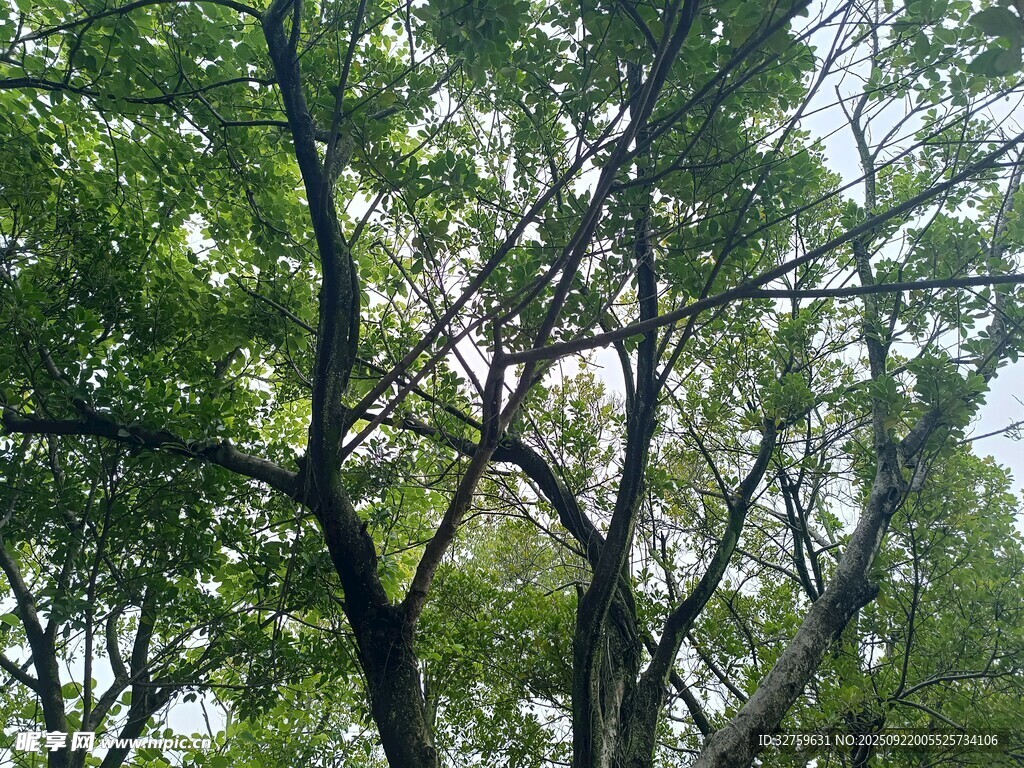 繁茂绿树 