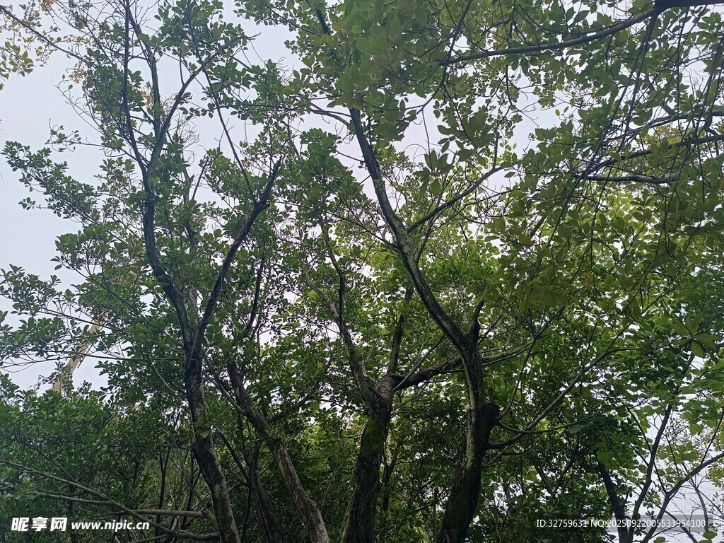 繁茂绿树 