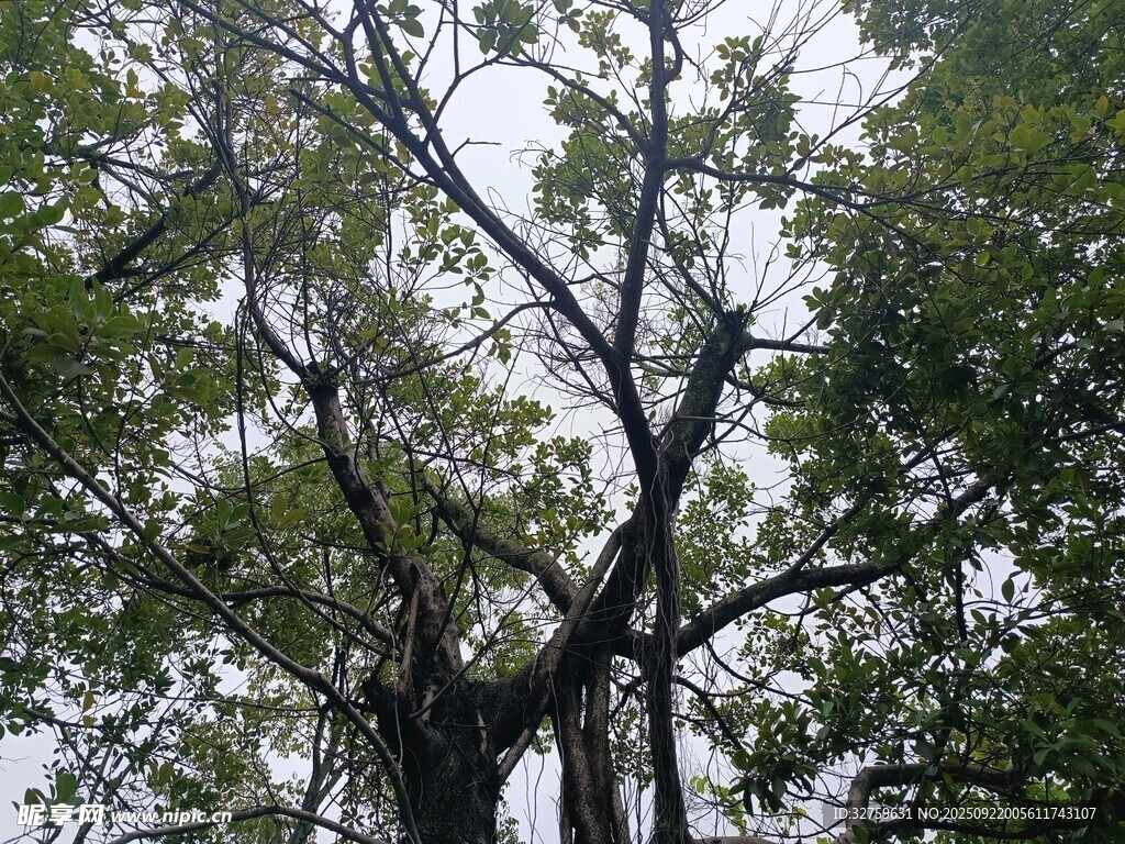 繁茂大树 