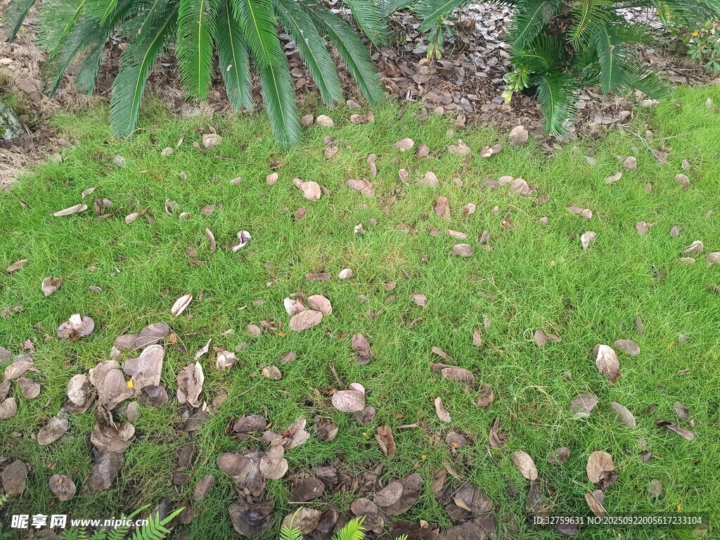 草地散落枯叶景象