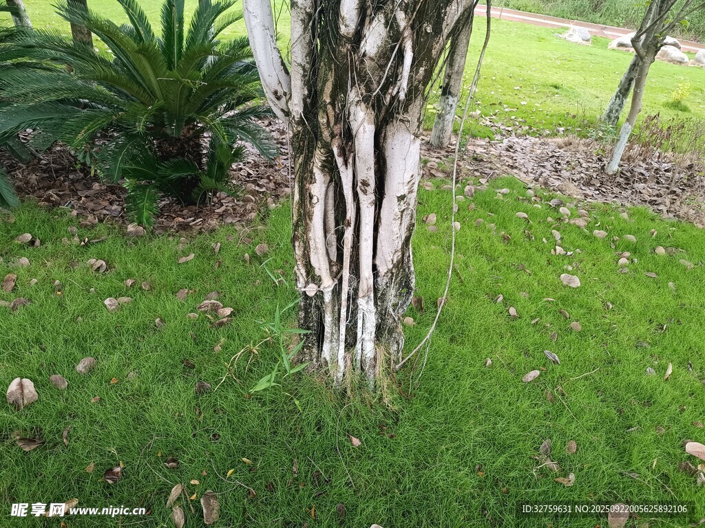 树干旁的翠绿草地
