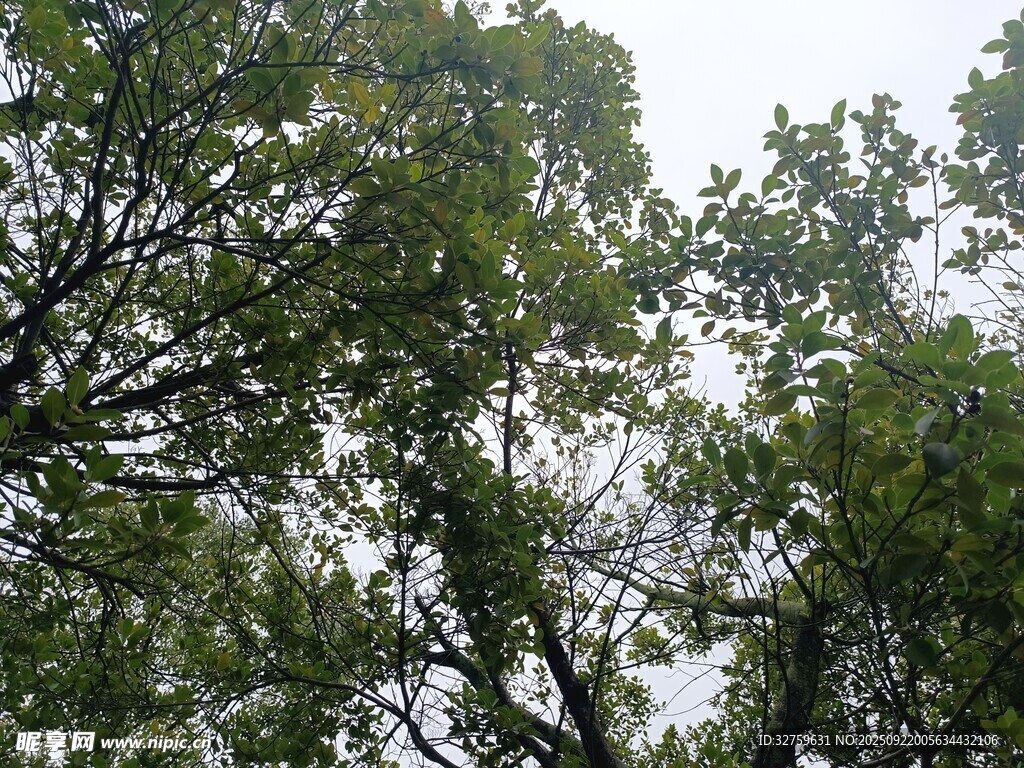 茂密树林中的繁茂枝叶