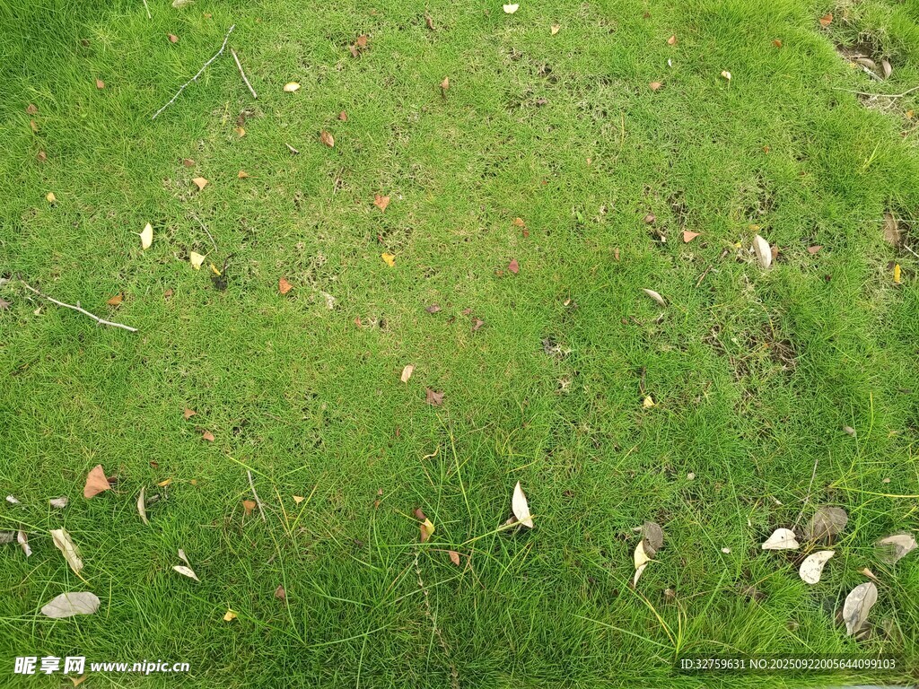 翠绿草地散落白色物体