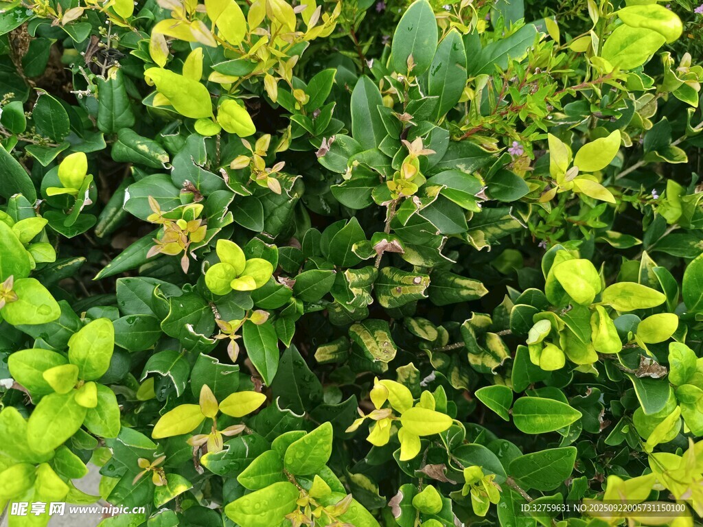 翠绿繁茂的绿植景观