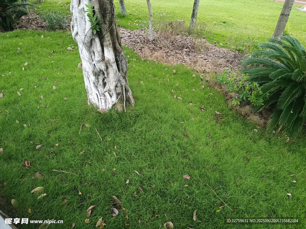 树下绿意盎然的草地景观