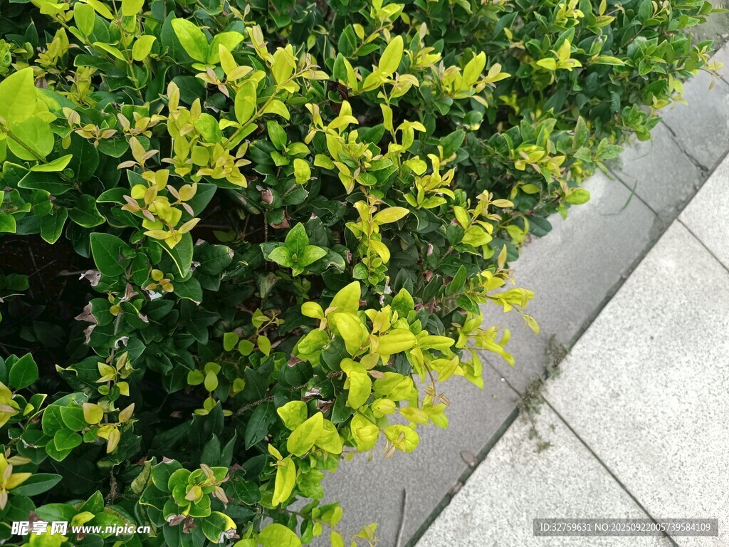 路边翠绿灌木丛