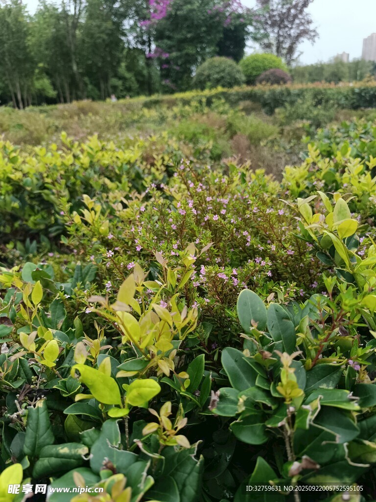 绿意盎然的植物景观