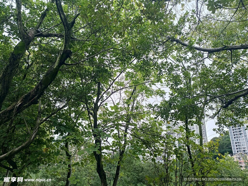 繁茂树林中的自然景致