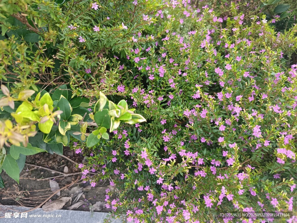 繁茂花丛绽放缤纷小花