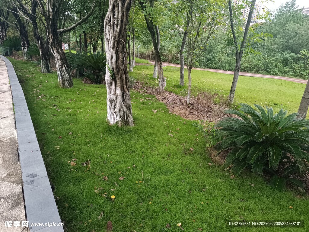林间草地景观